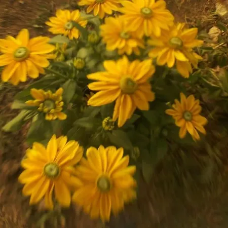 Wspanialy Caly 5 Sypialniowy Dom Leleszki